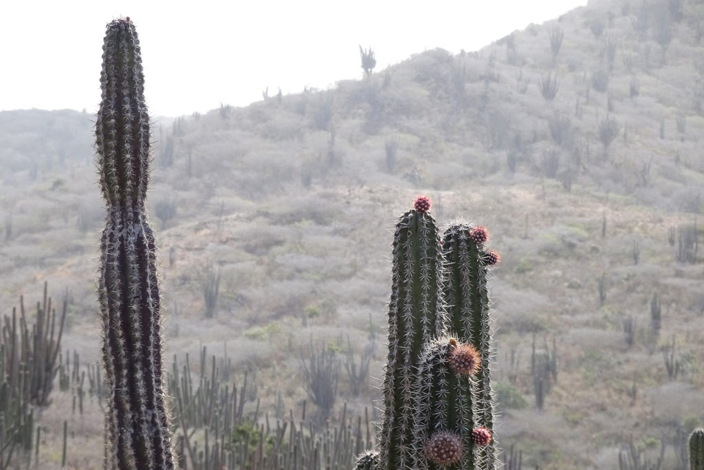 Der Akrikok Nationalpark auf Aruba