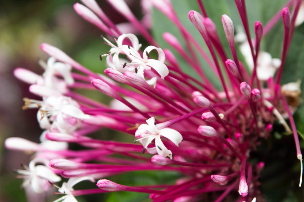 Botanischer Garten auf Barbados