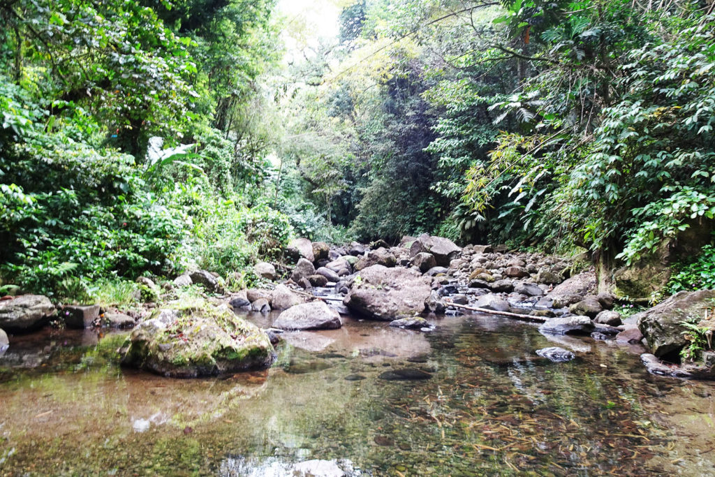 Regenwaldwanderung auf der karibischen Insel Martinique