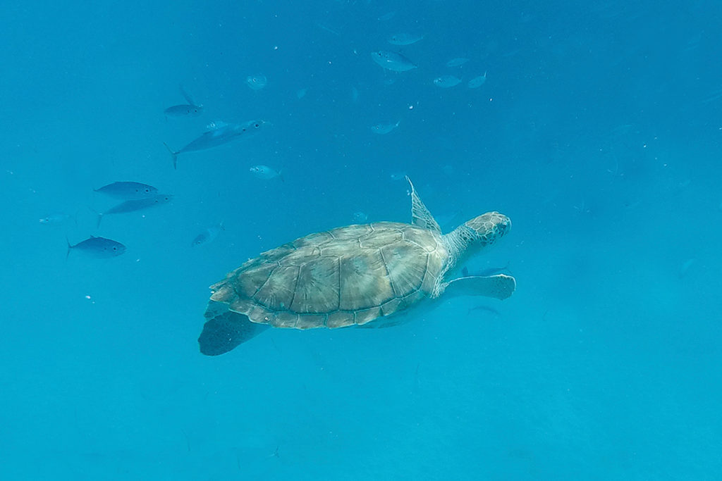 Schildkröte im karibischen Meer auf Barbados